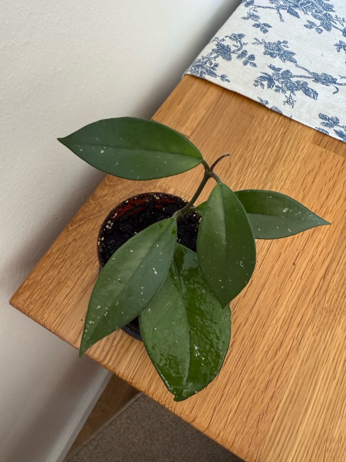 Sadzonka hoya carnosa 3