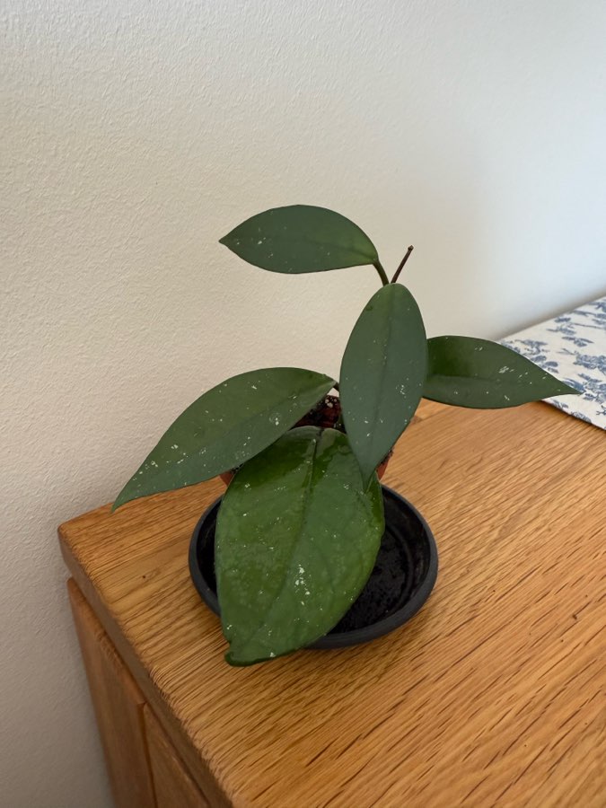 Sadzonka hoya carnosa 2