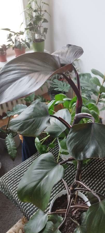 Philodendron White Knight 2