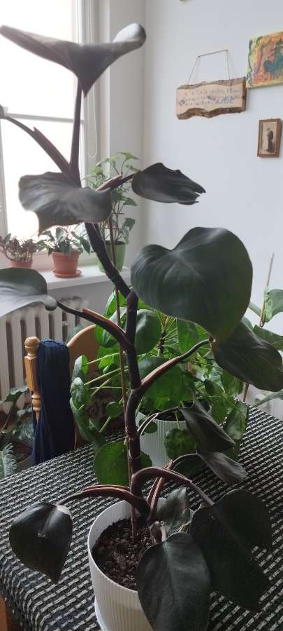 Philodendron White Knight 3