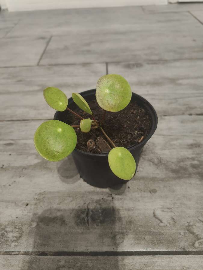 Pilea pieniążek 5