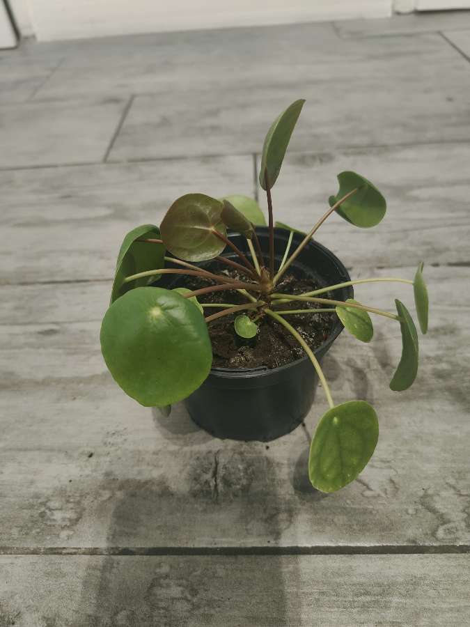 Pilea pieniążek 4