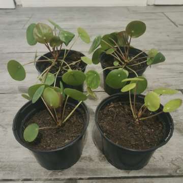 Pilea pieniążek