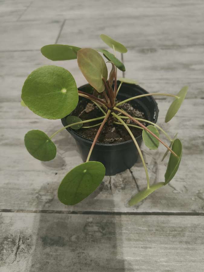 Pilea pieniążek 2