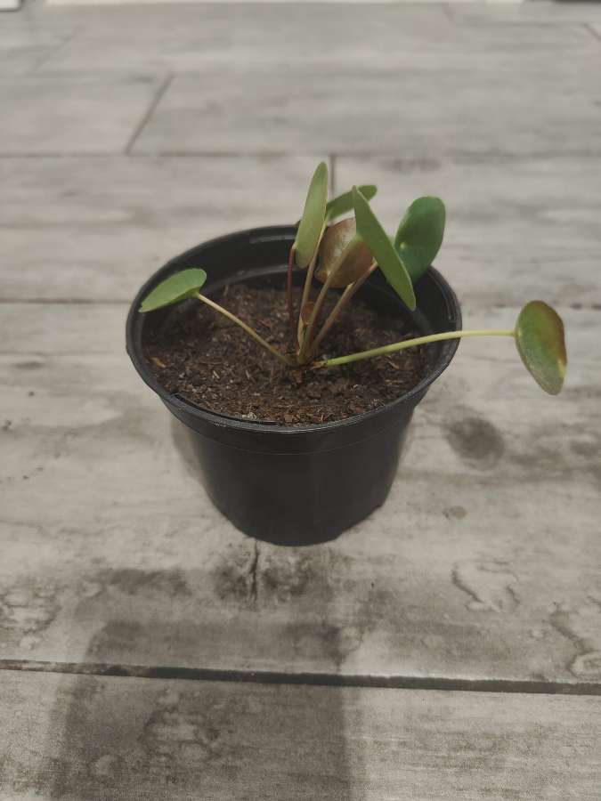 Pilea pieniążek 3