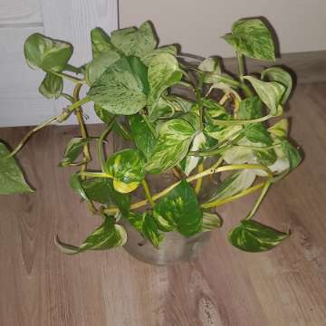 Epipremnum Hawaiian, Epipremnum Marble Queen