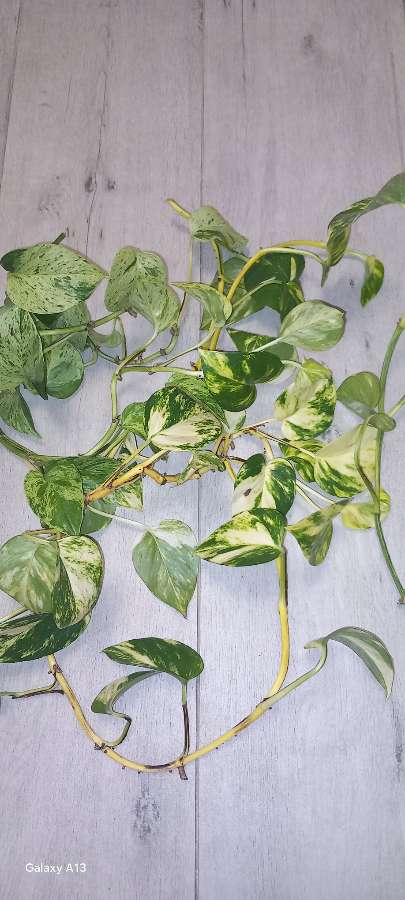 Epipremnum Hawaiian, Epipremnum Marble Queen 2