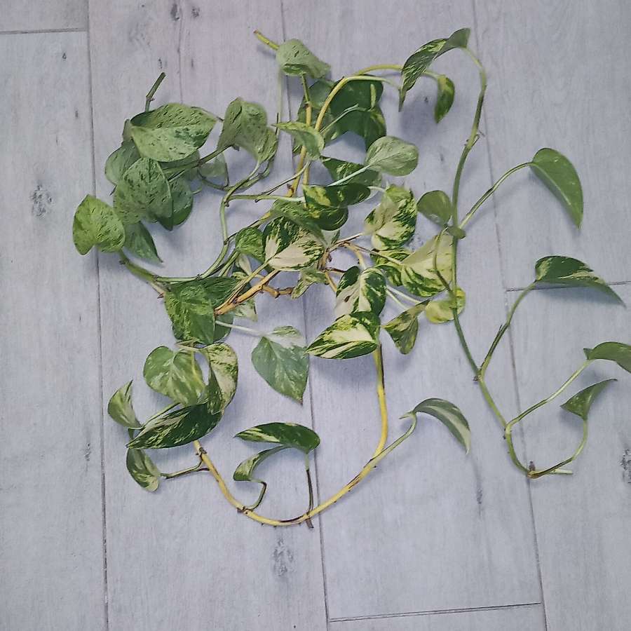 Epipremnum Hawaiian, Epipremnum Marble Queen