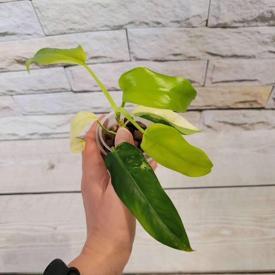 Siam sunrise/domesticum variegata