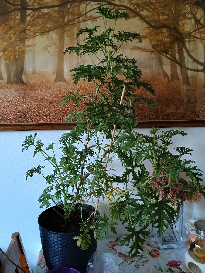 Duże geranium 2