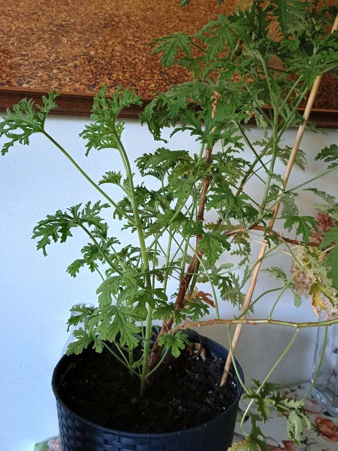 Duże geranium 3