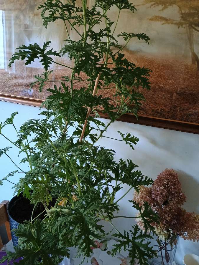 Duże geranium 4