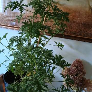 Duże geranium