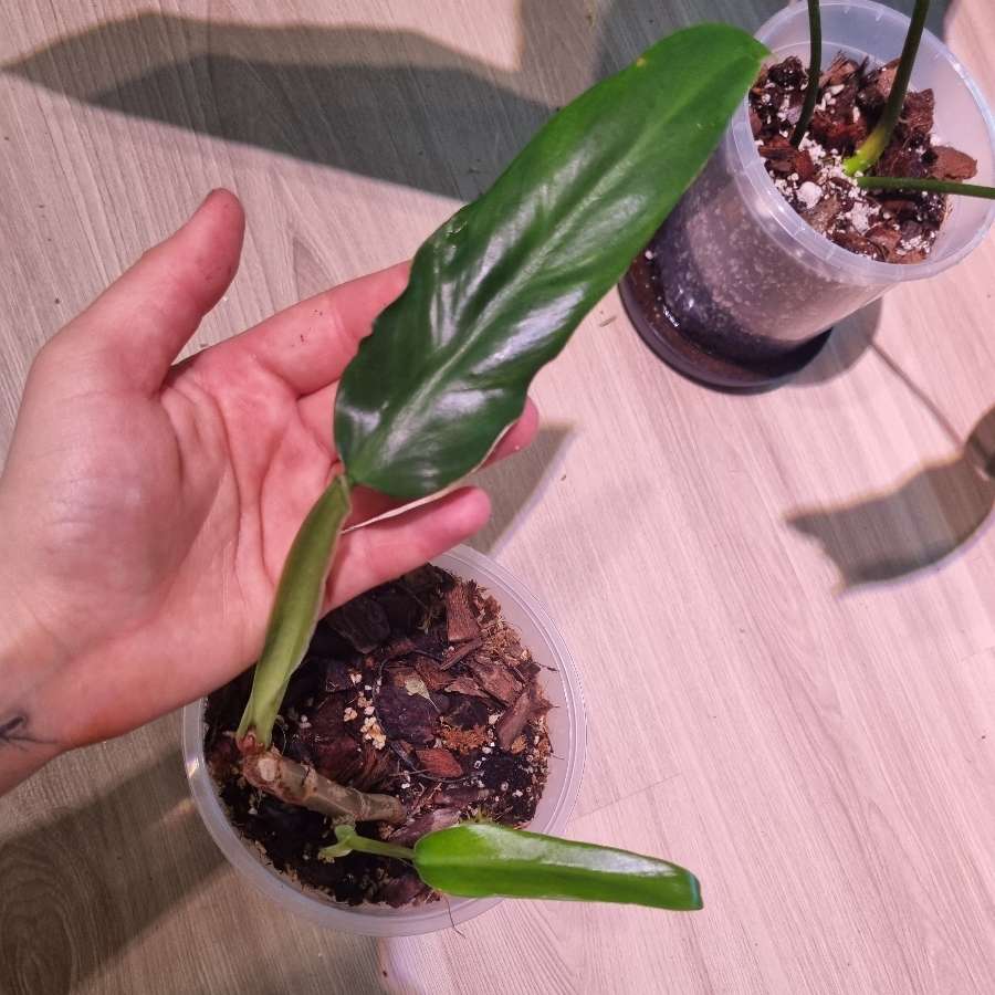 Philodendron elegans