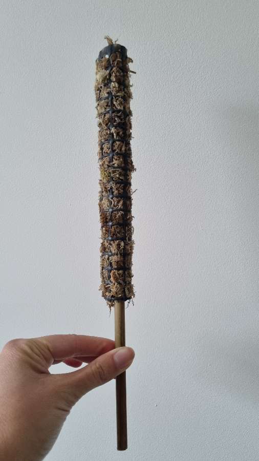 Palik/podpora/totem z mchu sphagnum do monstera, filodendron, philodendron 3