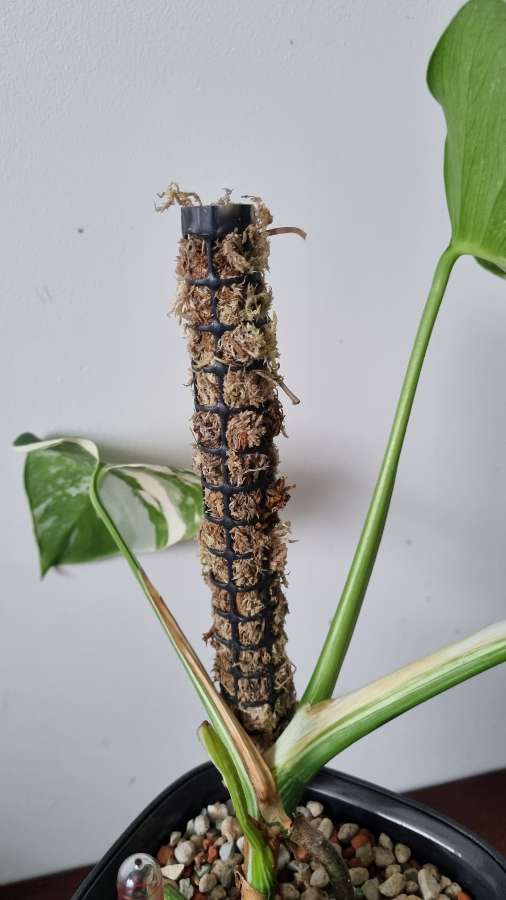 Palik/podpora/totem z mchu sphagnum do monstera, filodendron, philodendron 2