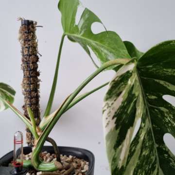 Palik/podpora/totem z mchu sphagnum do monstera, filodendron, philodendron