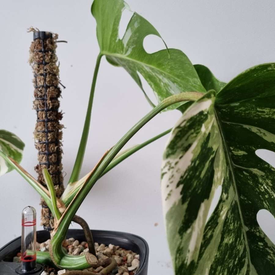 Palik/podpora/totem z mchu sphagnum do monstera, filodendron, philodendron