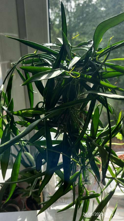 Dischidia Philippinensis 2