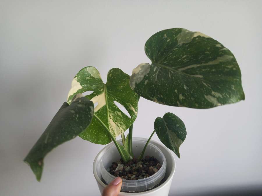 Monstera thai constellation tajka 4