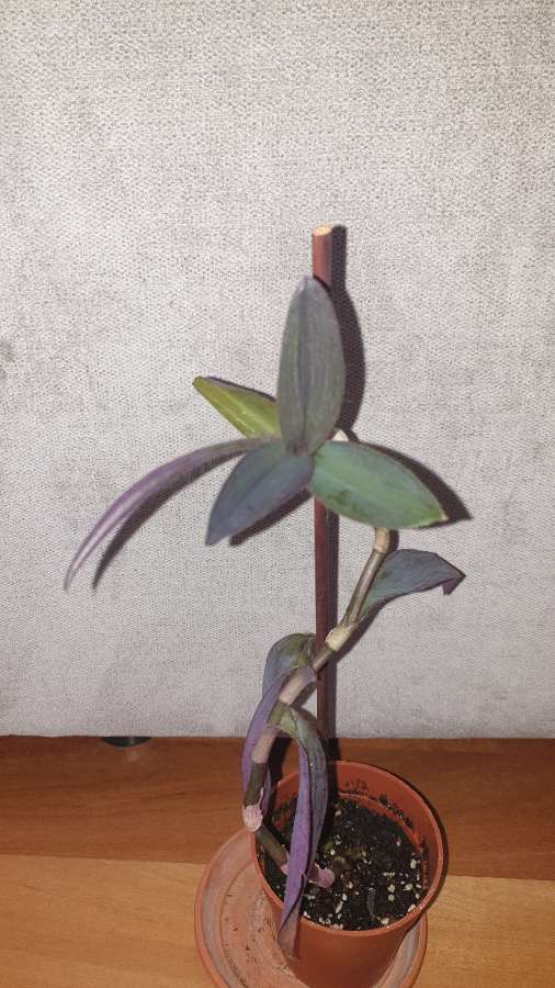 Setkrezja purpurowa,  trzykrotka,wysokość 37cm 3