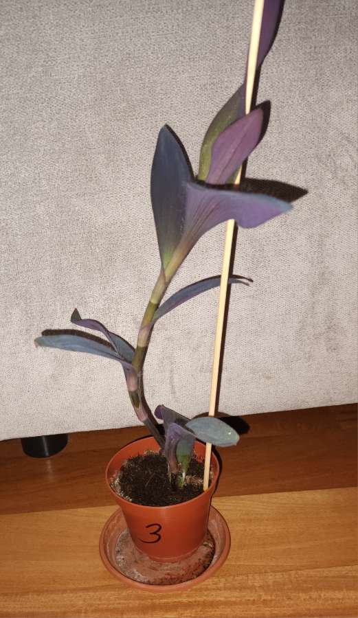 Setkrezja purpurowa,  trzykrotka, mr 3, wysokość 40cm 2