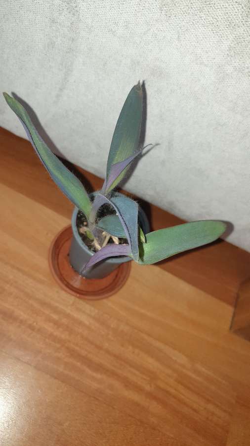 Setkrezja purpurowa,  pieknie wybarwia się w słońcu  4