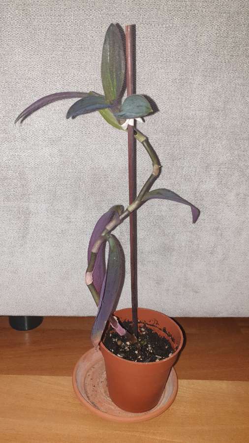 Setkrezja purpurowa,  trzykrotka,wysokość 37cm 2
