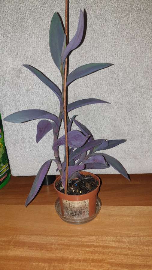 Setkrezja purpurowa,  kolejna 2