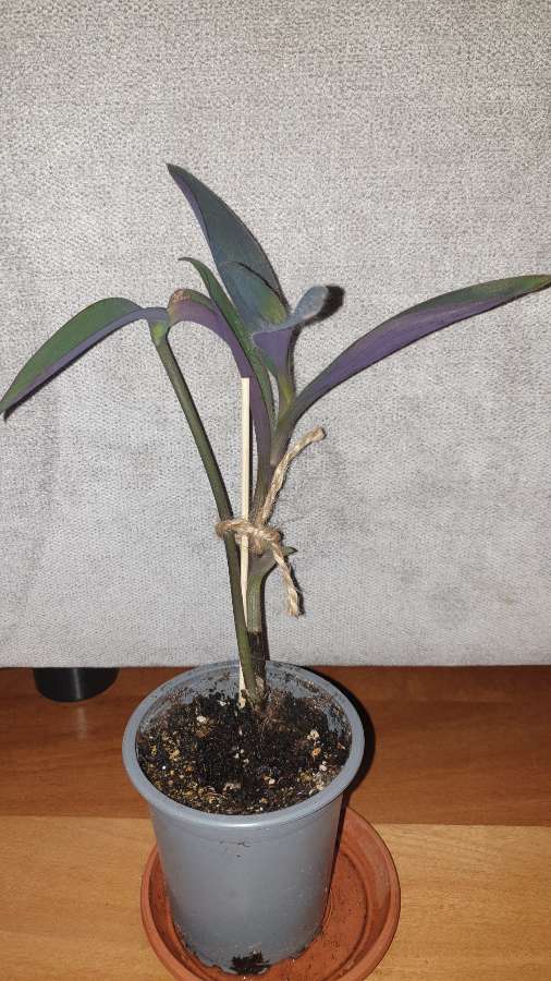 Setkrezja purpurowa,  pieknie wybarwia się w słońcu  2