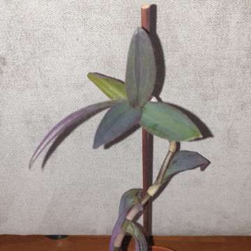 Setkrezja purpurowa,  trzykrotka,wysokość 37cm