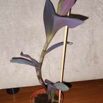 Setkrezja purpurowa,  trzykrotka, mr 3, wysokość 40cm