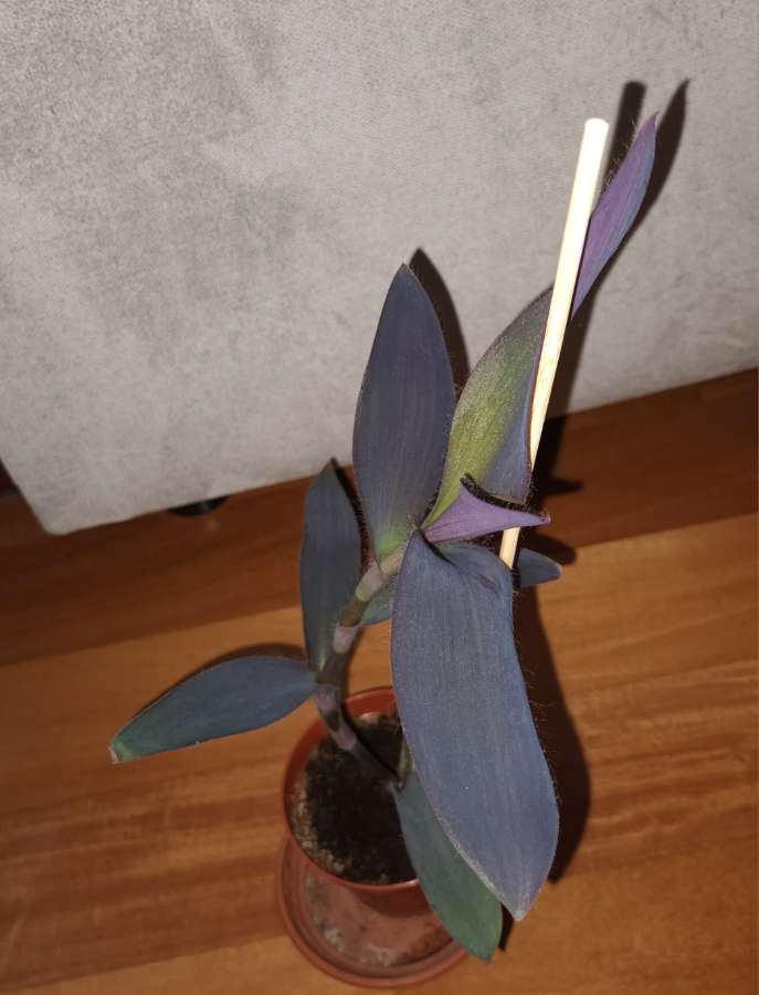 Setkrezja purpurowa,  trzykrotka, mr 3, wysokość 40cm 3