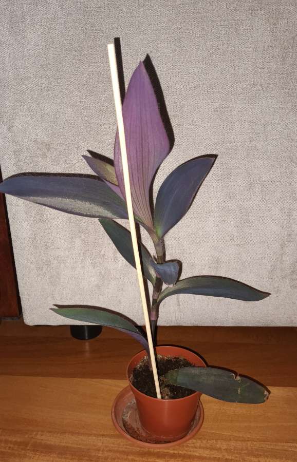 Setkrezja purpurowa,  trzykrotka, mr 3, wysokość 40cm 4
