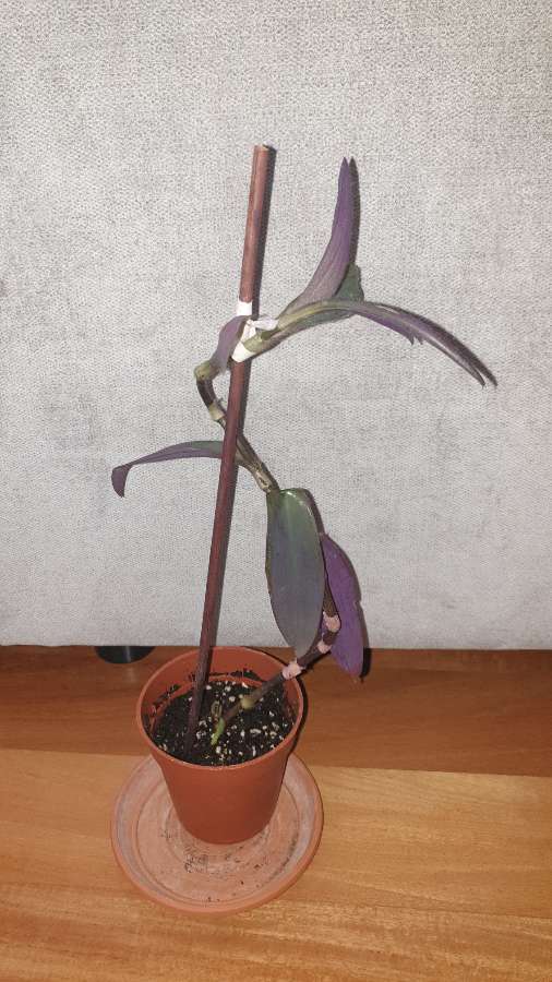 Setkrezja purpurowa,  trzykrotka,wysokość 37cm 4