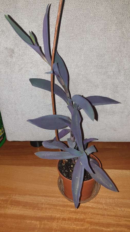 Setkrezja purpurowa,  kolejna 3