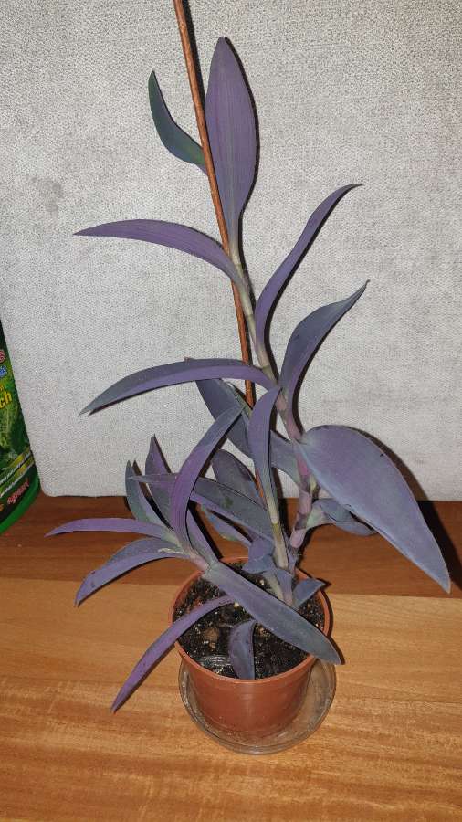 Setkrezja purpurowa,  kolejna 4