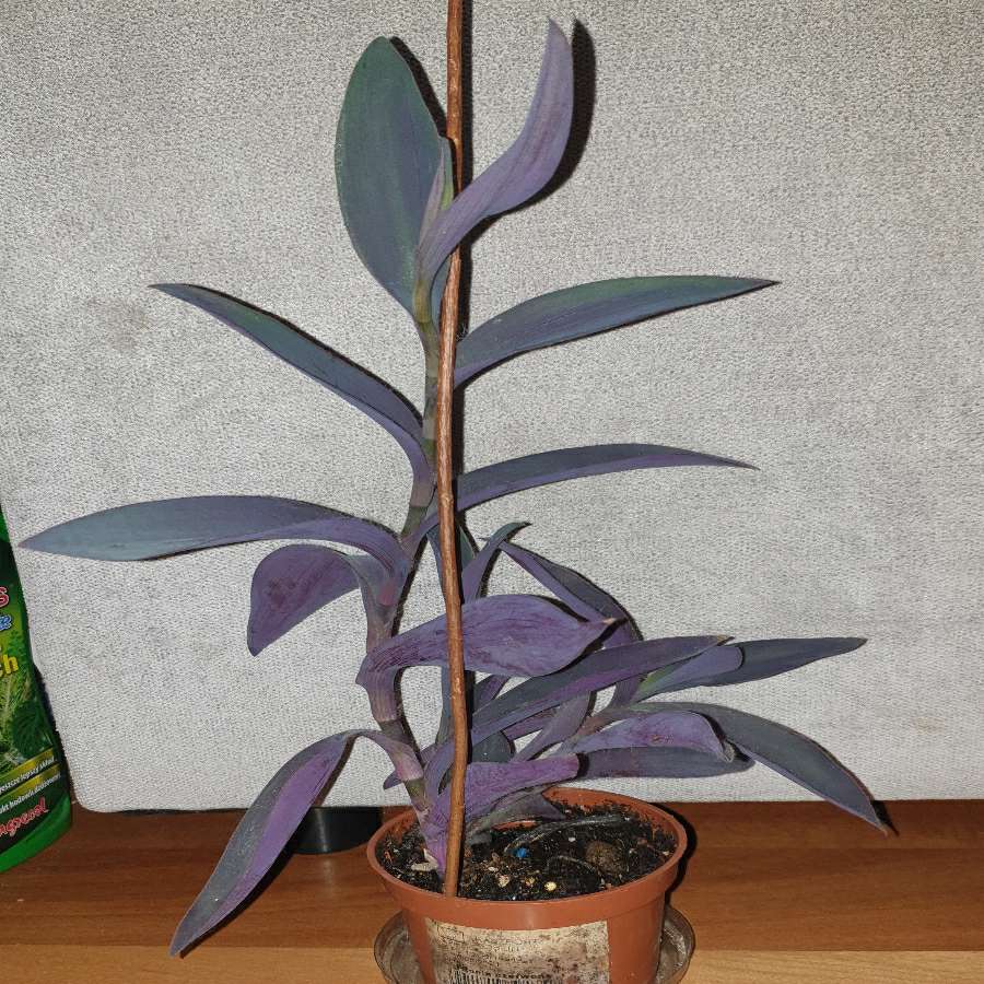 Setkrezja purpurowa,  kolejna