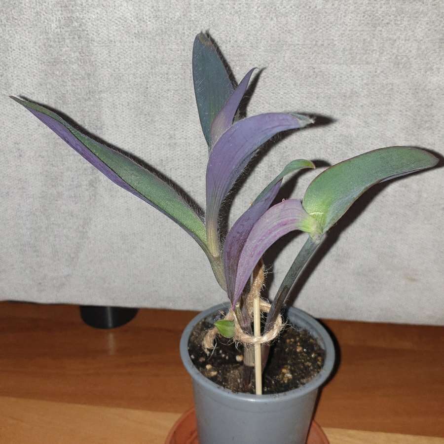 Setkrezja purpurowa,  pieknie wybarwia się w słońcu 