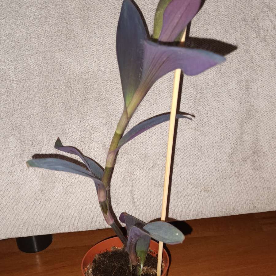 Setkrezja purpurowa,  trzykrotka, mr 3, wysokość 40cm