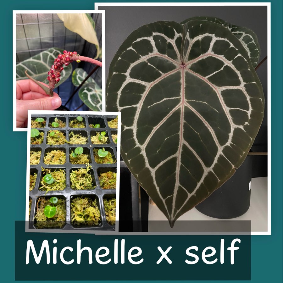 Siewki Michelle x self