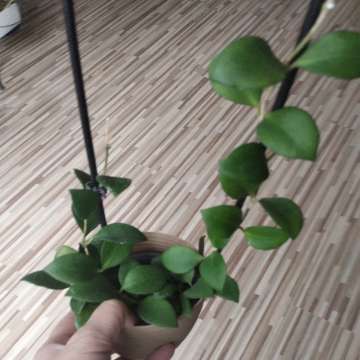 Hoya heukelschliana zielona yellow