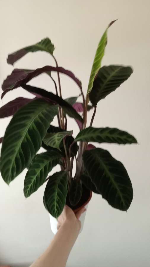 Calatea 3