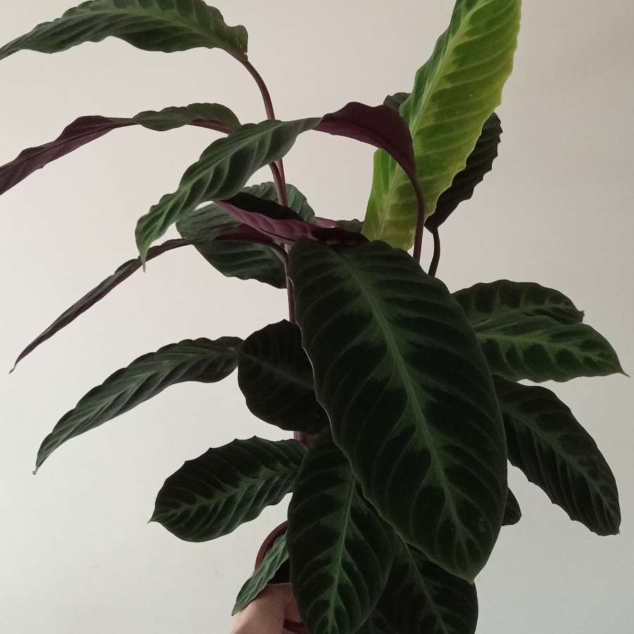 Calatea