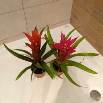 Guzmania Bromelia