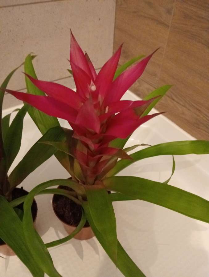 Guzmania Bromelia 3