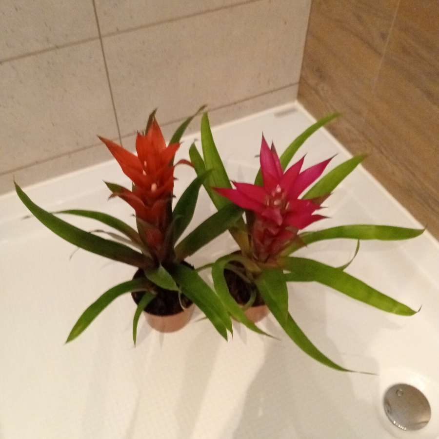Guzmania Bromelia
