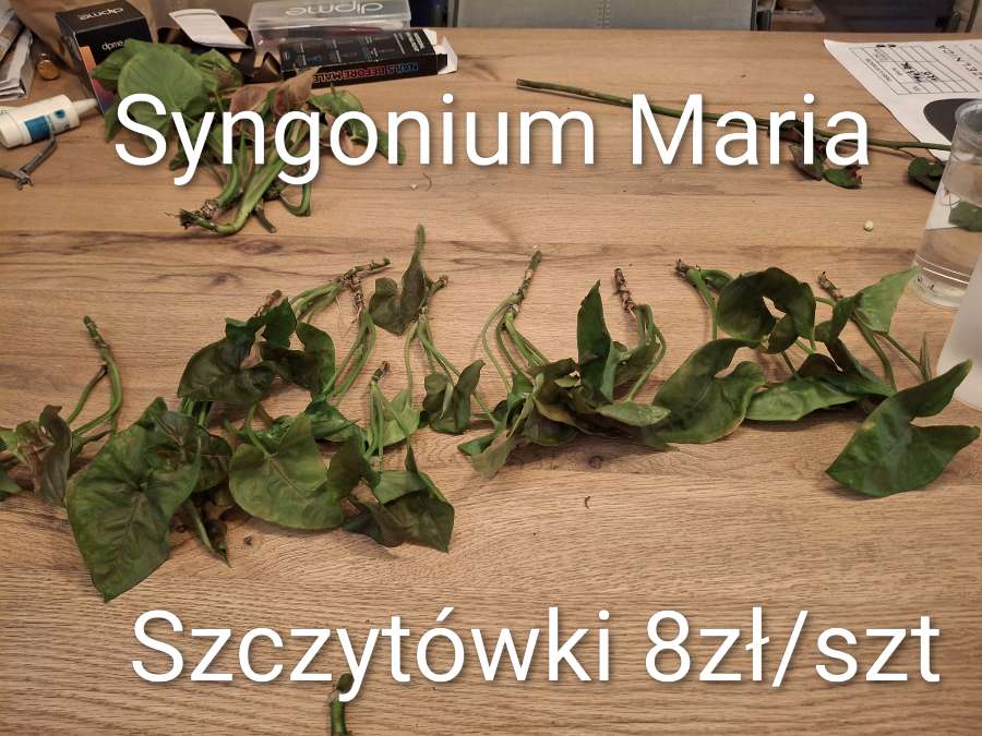 Syngonium Maria 2