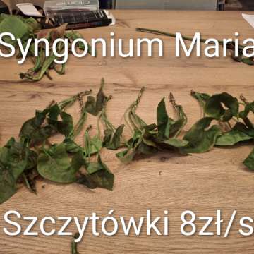 Syngonium Maria