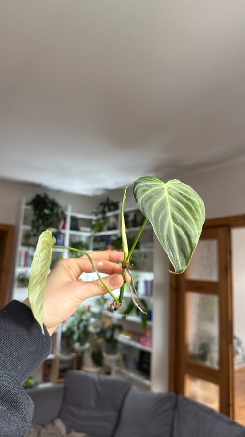 Philodendron splendid pęd szczytowy 2